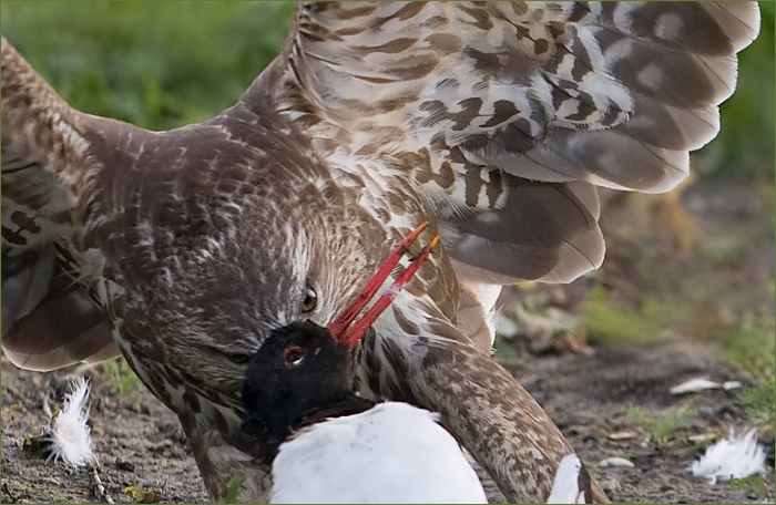 bonte piet als prooi   1.jpg